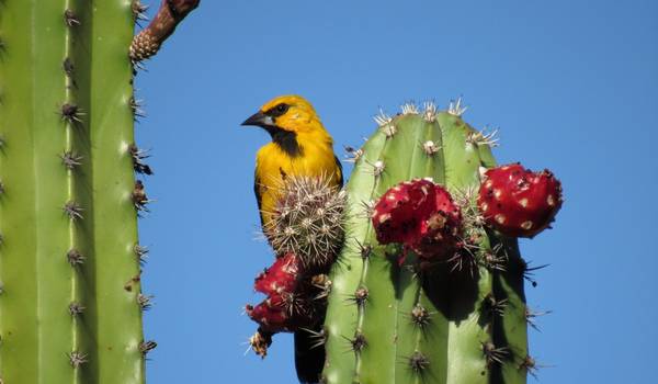 BUEN USO Y CUIDADO Y CONSERVACIÓN DE LA FLORA Y FAUNA